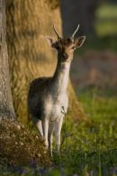 Fallow_Deer